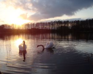 Preview wallpaper swans, lake, sun, silhouette, bird