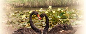 Preview wallpaper swans, lake, water lilies, pair, faithfulness, birds