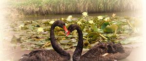 Preview wallpaper swans, lake, water lilies, pair, faithfulness, birds