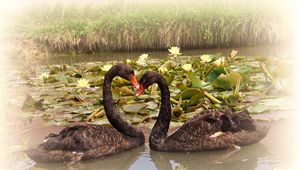 Preview wallpaper swans, lake, water lilies, pair, faithfulness, birds