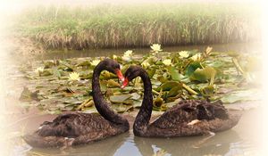 Preview wallpaper swans, lake, water lilies, pair, faithfulness, birds