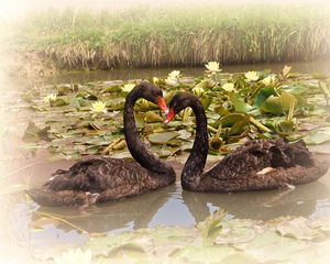 Preview wallpaper swans, lake, water lilies, pair, faithfulness, birds