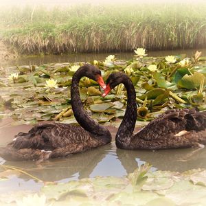 Preview wallpaper swans, lake, water lilies, pair, faithfulness, birds