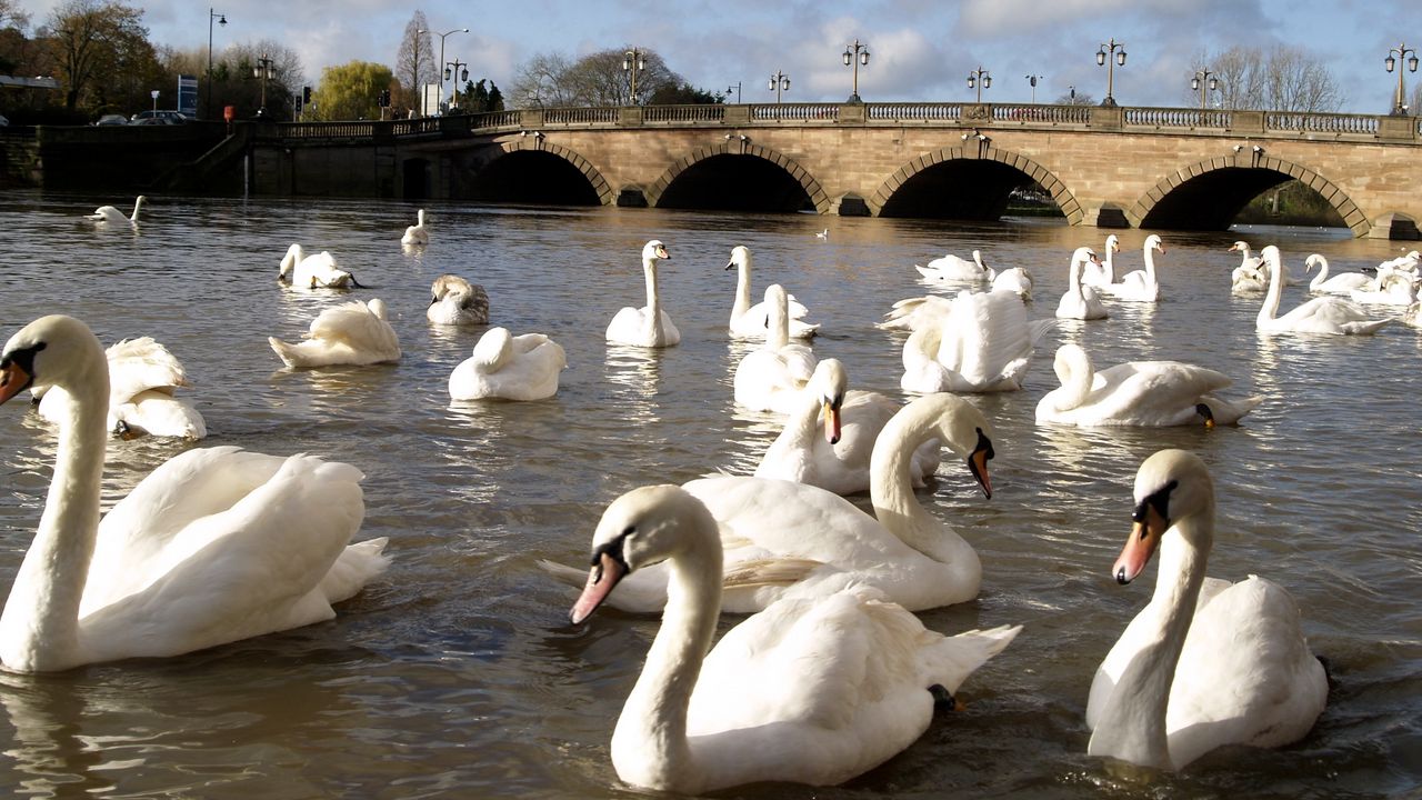 Wallpaper swans, river, bridge, many