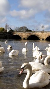 Preview wallpaper swans, river, bridge, many