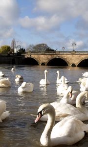 Preview wallpaper swans, river, bridge, many