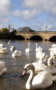 Preview wallpaper swans, river, bridge, many