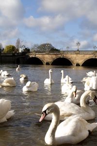 Preview wallpaper swans, river, bridge, many