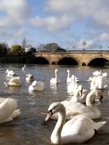 Preview wallpaper swans, river, bridge, many