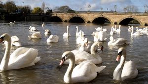 Preview wallpaper swans, river, bridge, many