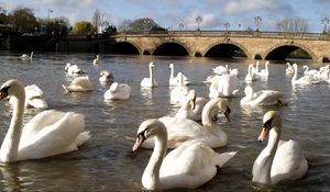 Preview wallpaper swans, river, bridge, many