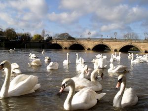 Preview wallpaper swans, river, bridge, many