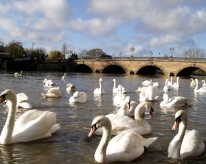 Preview wallpaper swans, river, bridge, many