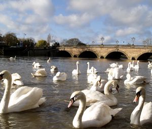 Preview wallpaper swans, river, bridge, many