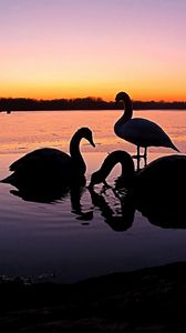Preview wallpaper swans, river, sunset, birds