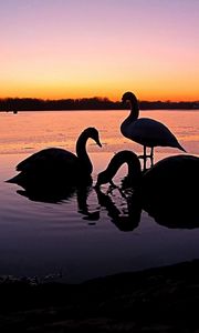 Preview wallpaper swans, river, sunset, birds