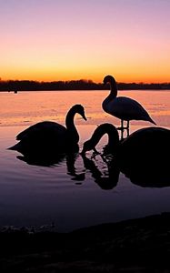 Preview wallpaper swans, river, sunset, birds