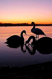 Preview wallpaper swans, river, sunset, birds