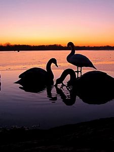 Preview wallpaper swans, river, sunset, birds