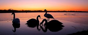 Preview wallpaper swans, river, sunset, birds