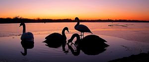 Preview wallpaper swans, river, sunset, birds