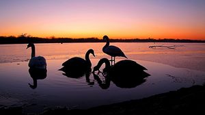 Preview wallpaper swans, river, sunset, birds