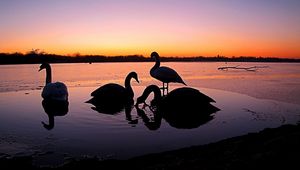 Preview wallpaper swans, river, sunset, birds