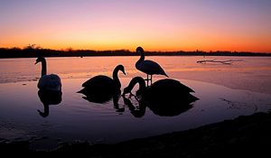 Preview wallpaper swans, river, sunset, birds