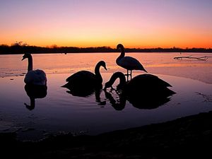 Preview wallpaper swans, river, sunset, birds