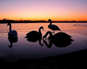 Preview wallpaper swans, river, sunset, birds