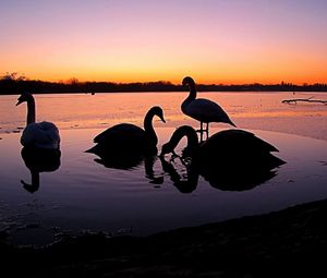 Preview wallpaper swans, river, sunset, birds