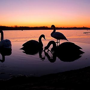 Preview wallpaper swans, river, sunset, birds