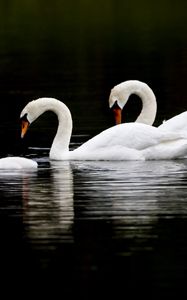 Preview wallpaper swans, water, swim, reflection