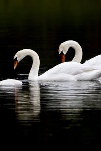 Preview wallpaper swans, water, swim, reflection