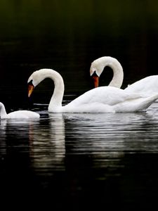 Preview wallpaper swans, water, swim, reflection