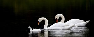 Preview wallpaper swans, water, swim, reflection