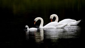 Preview wallpaper swans, water, swim, reflection