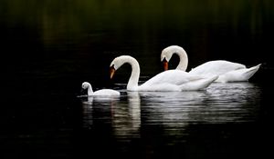 Preview wallpaper swans, water, swim, reflection