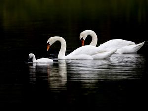 Preview wallpaper swans, water, swim, reflection