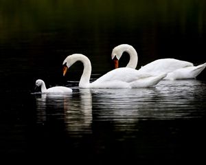 Preview wallpaper swans, water, swim, reflection