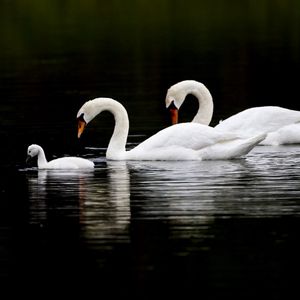 Preview wallpaper swans, water, swim, reflection