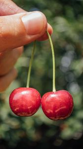 Preview wallpaper sweet cherry, cherry, berry, fruit, hand