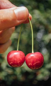 Preview wallpaper sweet cherry, cherry, berry, fruit, hand