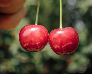 Preview wallpaper sweet cherry, cherry, berry, fruit, hand