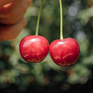 Preview wallpaper sweet cherry, cherry, berry, fruit, hand