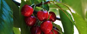 Preview wallpaper sweet cherry, cherry, fruit, branch, leaves