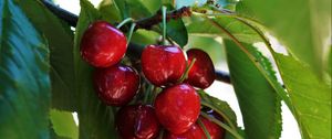 Preview wallpaper sweet cherry, cherry, fruit, branch, leaves