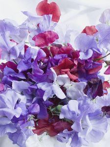 Preview wallpaper sweet pea, colorful, bouquet