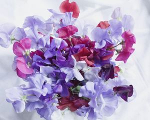 Preview wallpaper sweet pea, colorful, bouquet