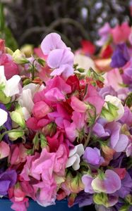 Preview wallpaper sweet pea, colorful, buckets, close-up